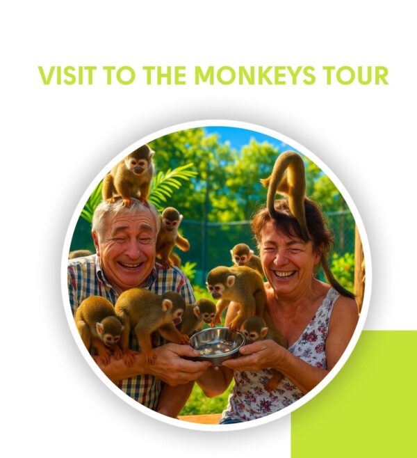 Blue and Green Modern Travel Agency Presentation (1240 x 1360 px) (12) Visita a los monos